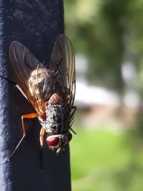 Phaonia valida