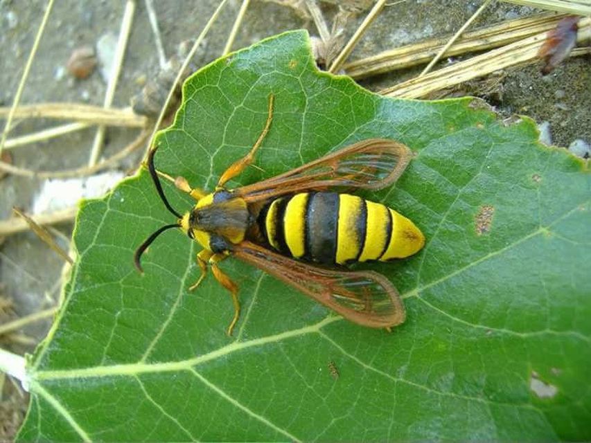 Sesia apiformis - darázslepke