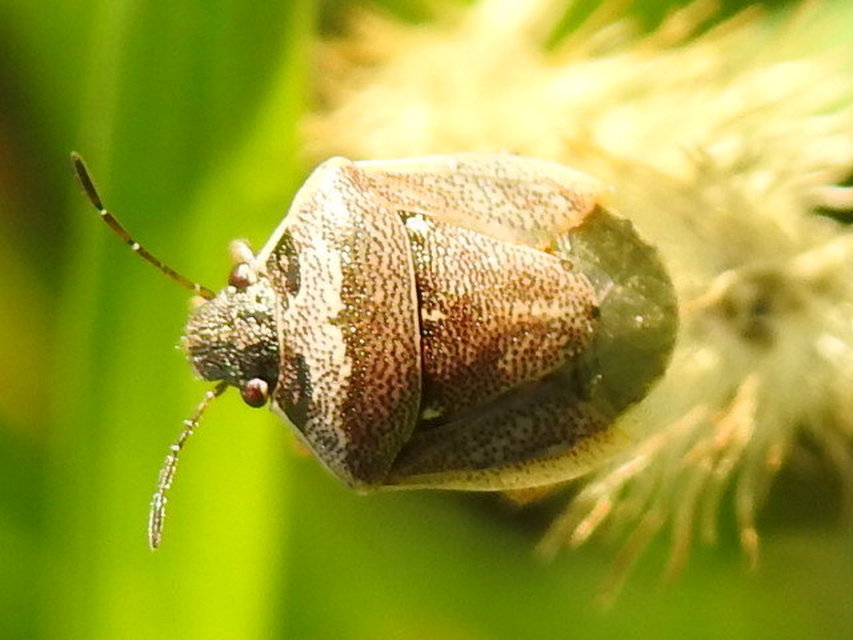 Eysarcoris ventralis - fakó feketefejű-poloska Eysarcoris ventralis - fakó feketefejű-poloska