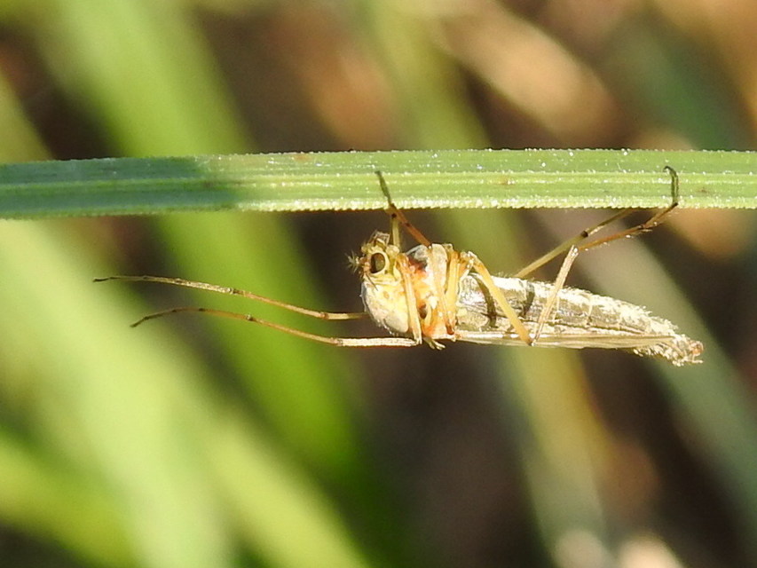 Chironomidae - árvaszúnyogok