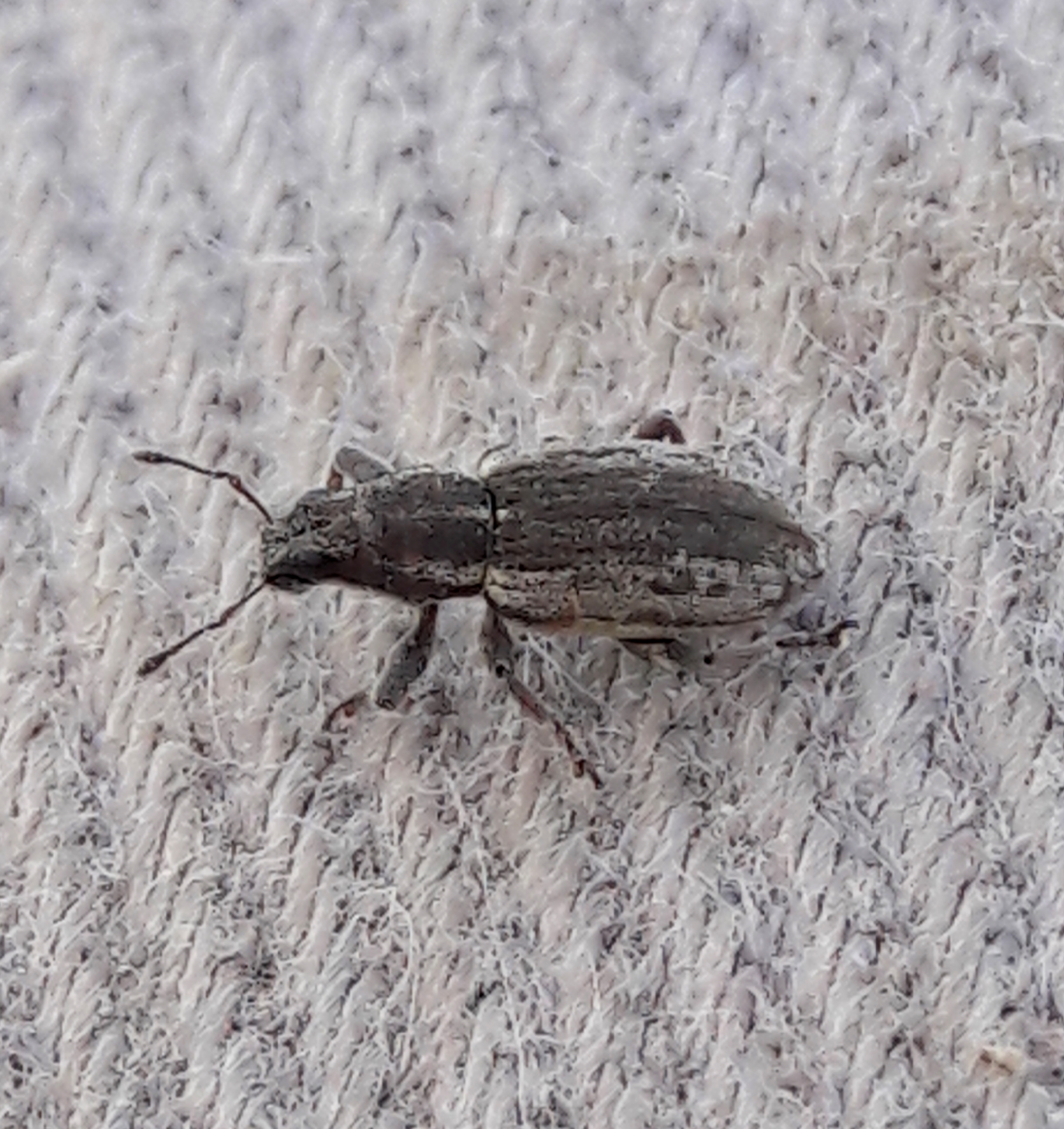 Sitona humeralis - lucerna-csipkézőbogár