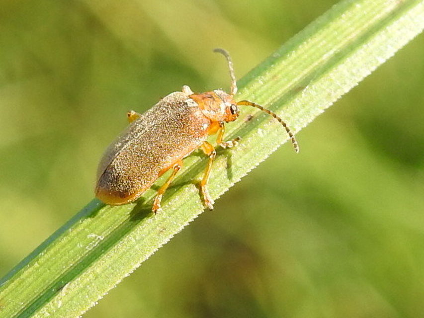 Galerucella