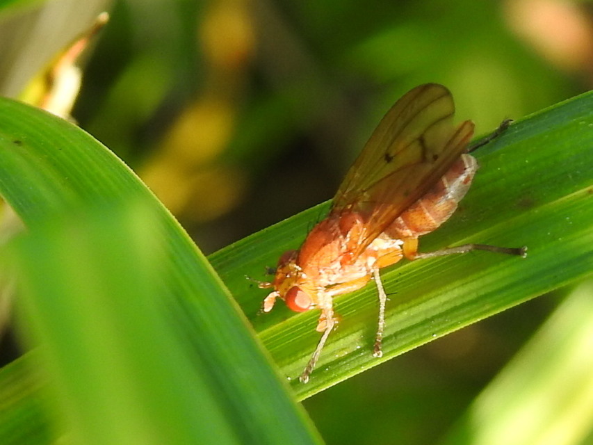 Tetanocera