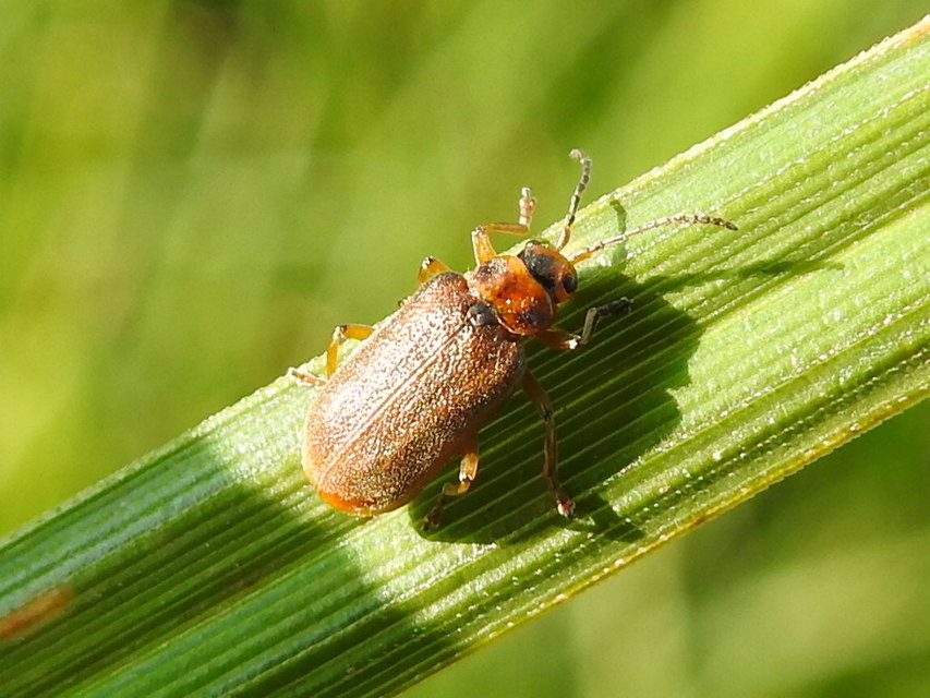 Galerucella