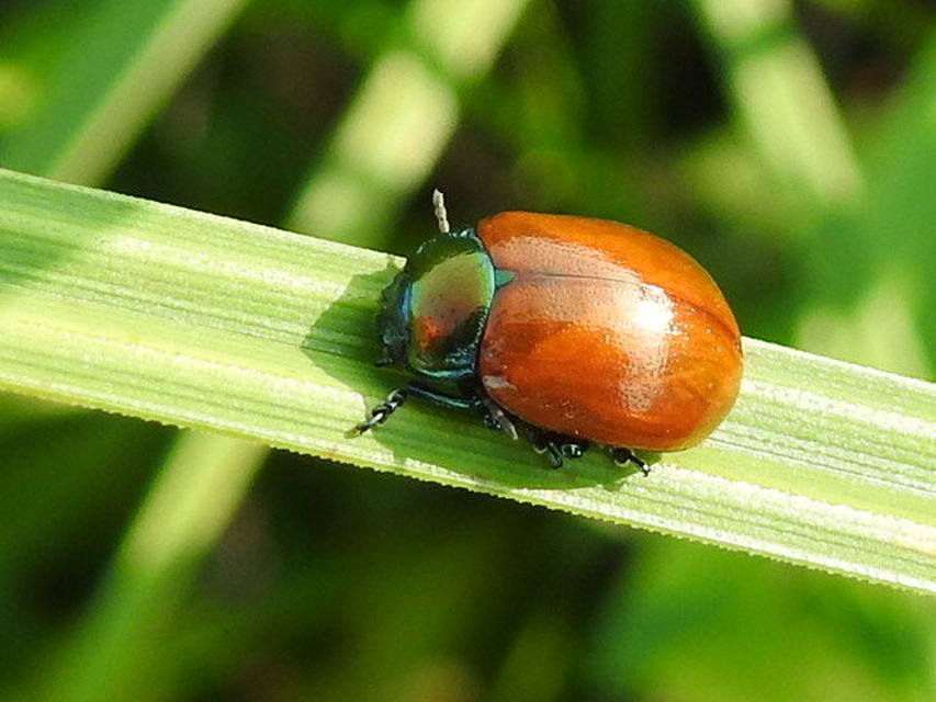 Chrysolina polita - réti mentalevelész