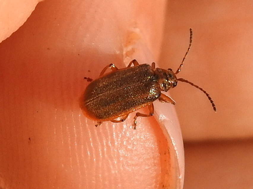 Galerucella