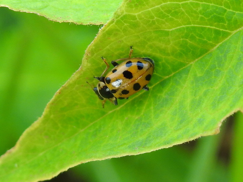 Hippodamia tredecimpunctata - mocsári katica