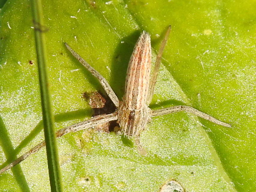 Tibellus