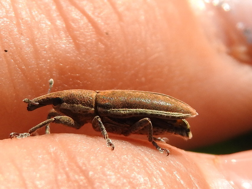 Lixus ochraceus - retek-dudvabarkó