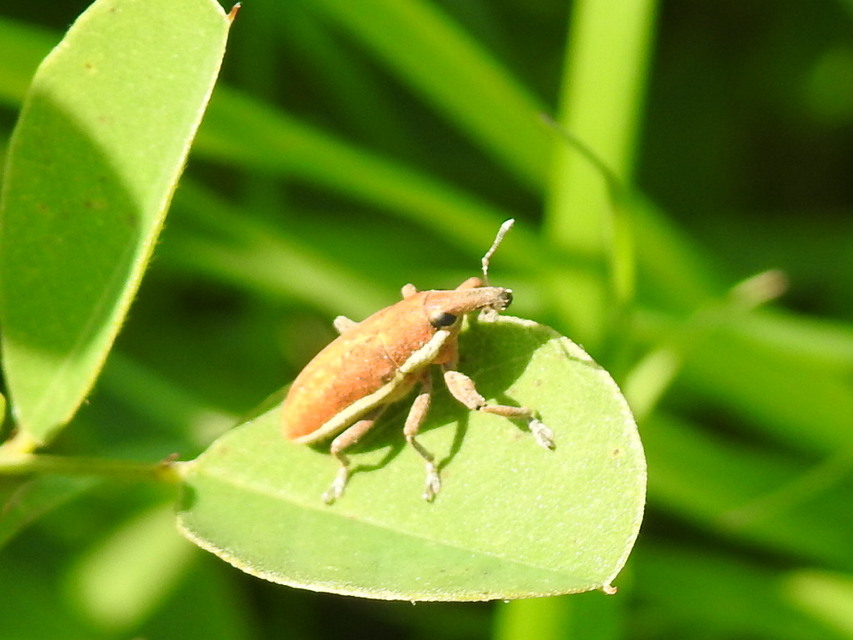 Lixus ochraceus - retek-dudvabarkó