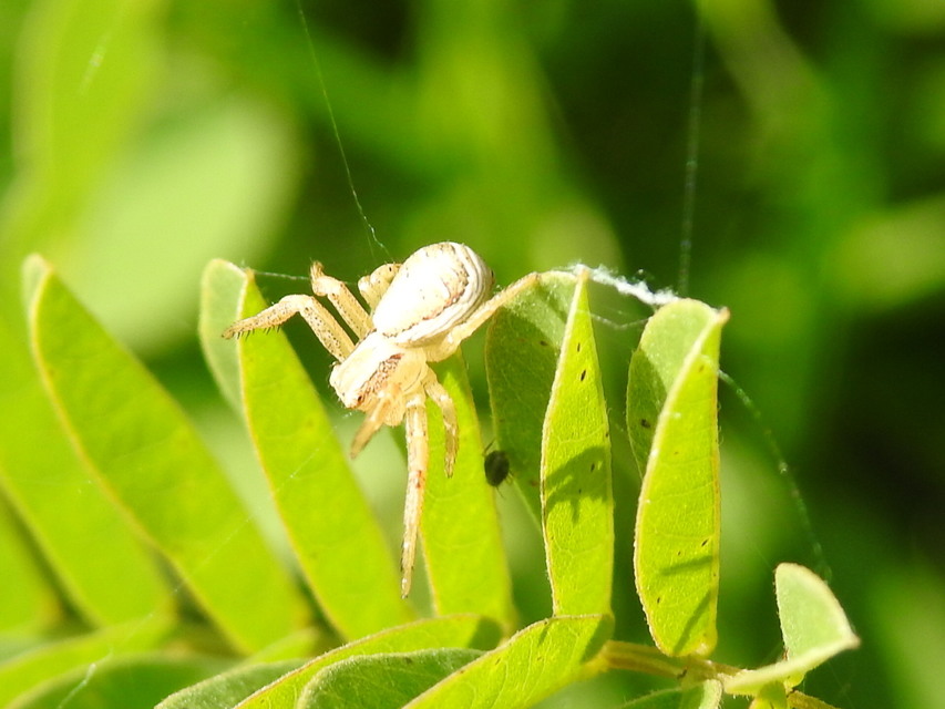 Xysticus ulmi - cserje-karolópók