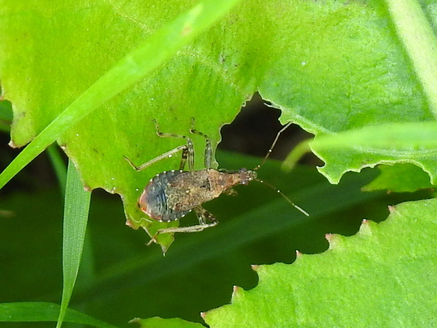 Himacerus