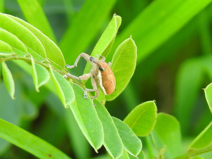 Lixus ochraceus - retek-dudvabarkó