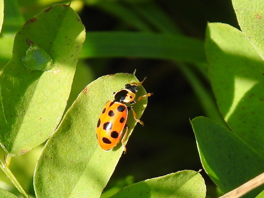 Hippodamia tredecimpunctata - mocsári katica