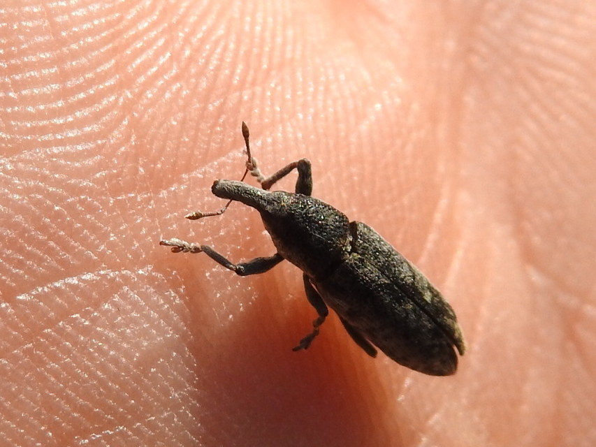 Lixus subtilis - disznóparéj-dudvabarkó