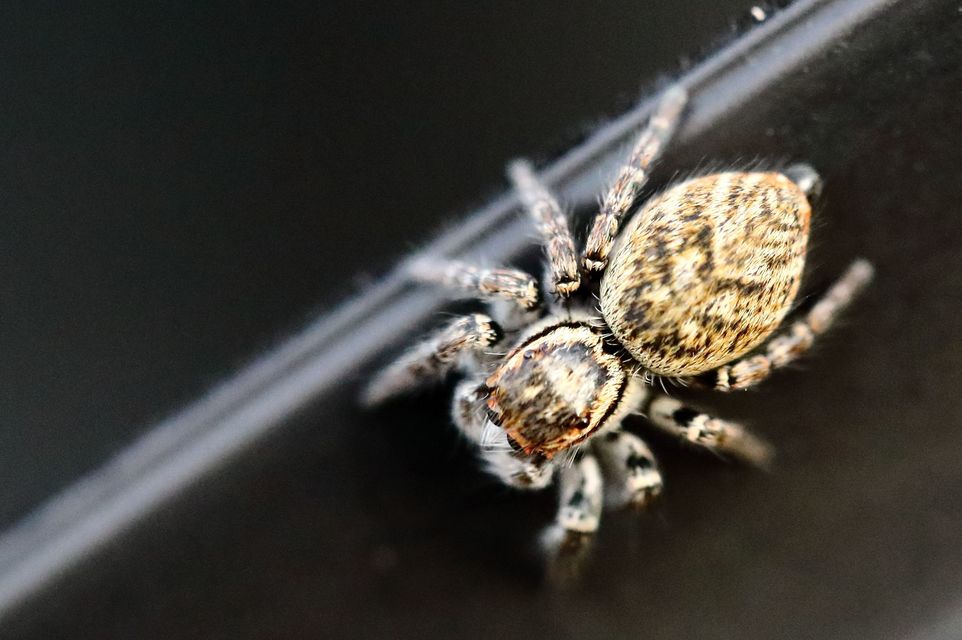 Carrhotus xanthogramma - rozsdás ugrópók
