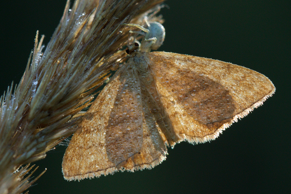 Idaea ochrata - okkerszínű sávosaraszoló
