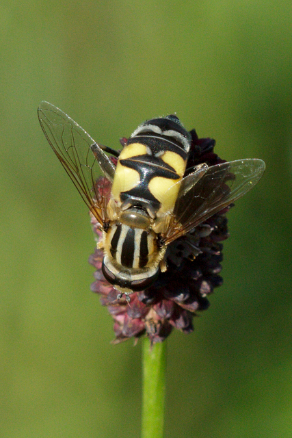 Helophilus trivittatus - nagy mocsárilégy