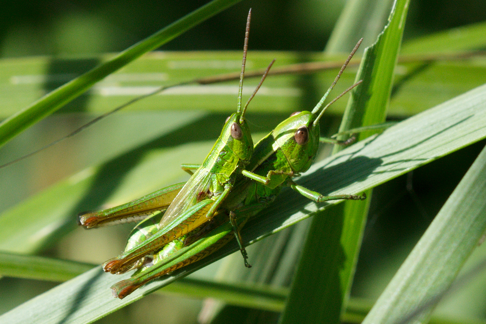 Euthystira brachyptera - smaragdzöld sáska
