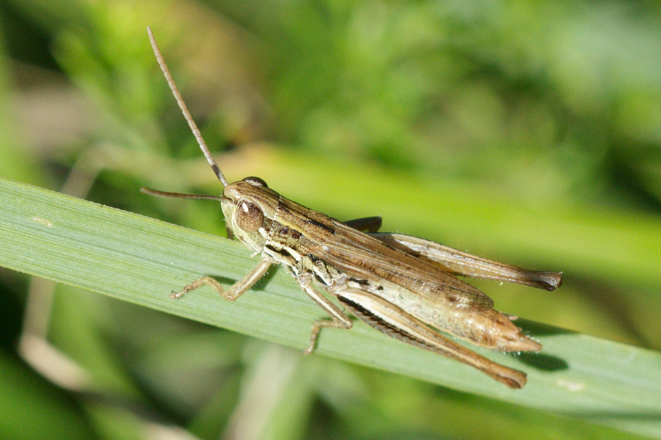 Euchorthippus declivus - rövidszárnyú rétisáska