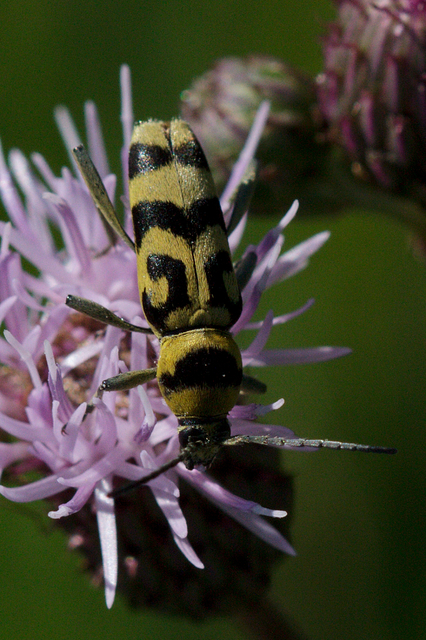 Chlorophorus varius - díszes darázscincér