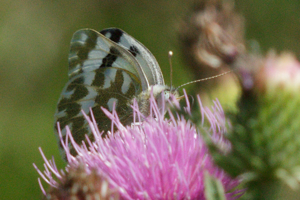 Pontia edusa - rezedalepke
