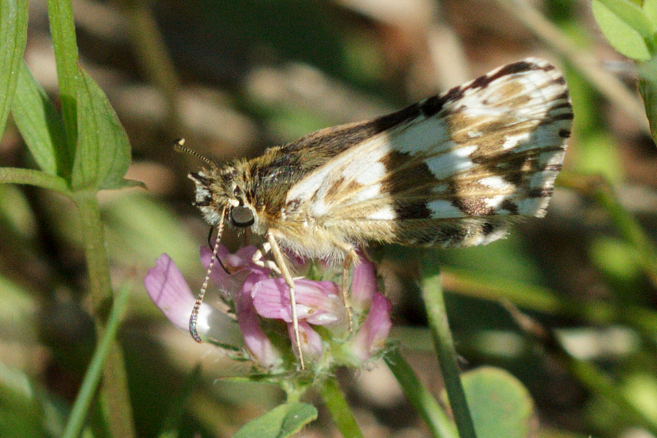 Pyrgus armoricanus - feles busalepke