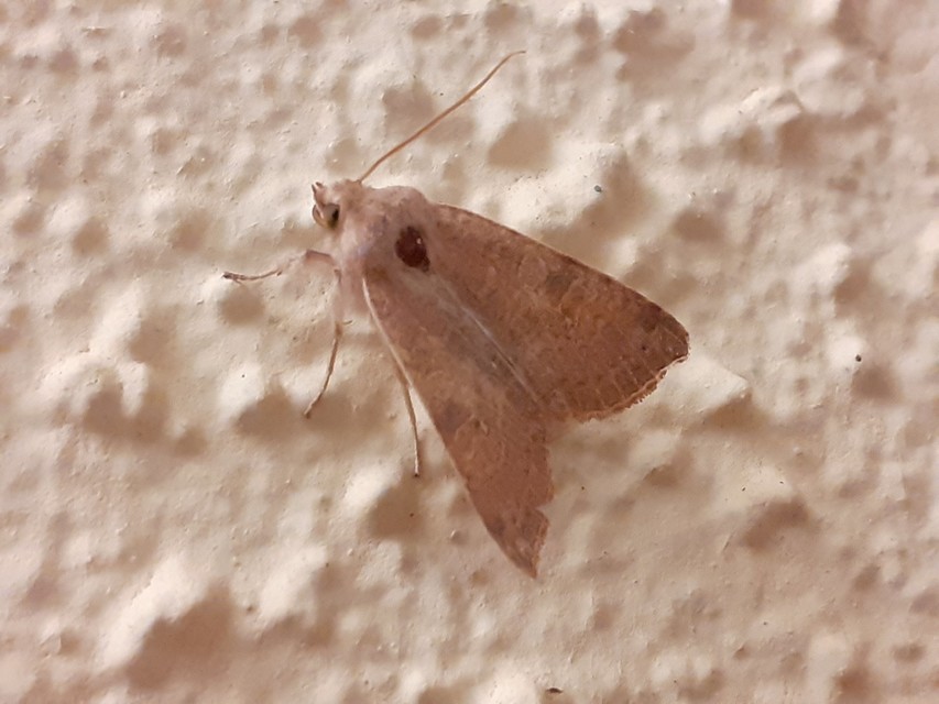 Cirrhia ocellaris - fakó sárgabagoly