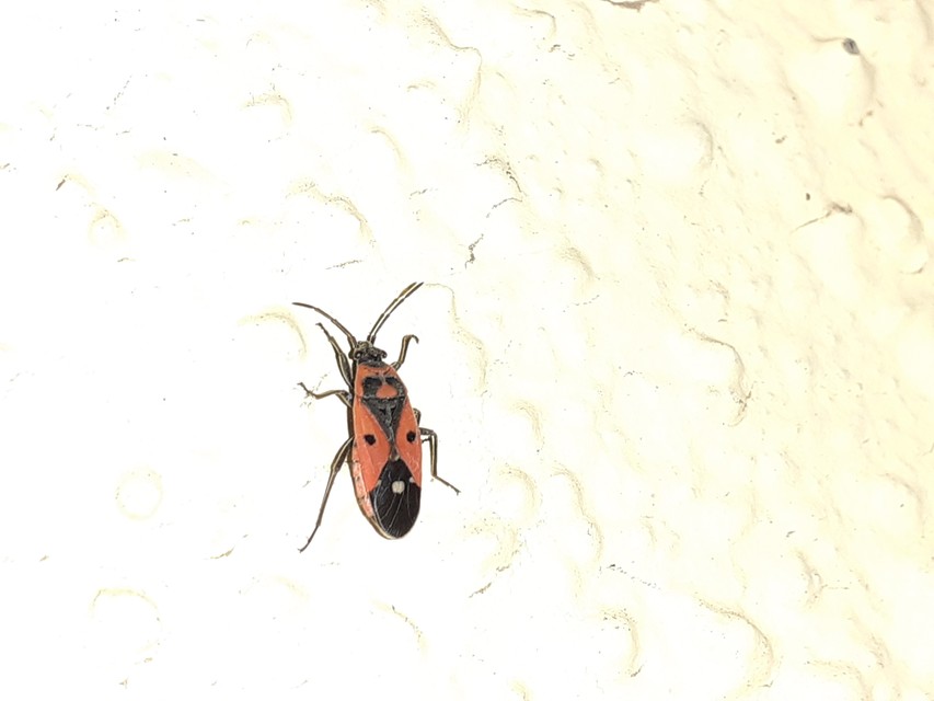 Melanocoryphus albomaculatus - nagy fehérfoltos-bodobács