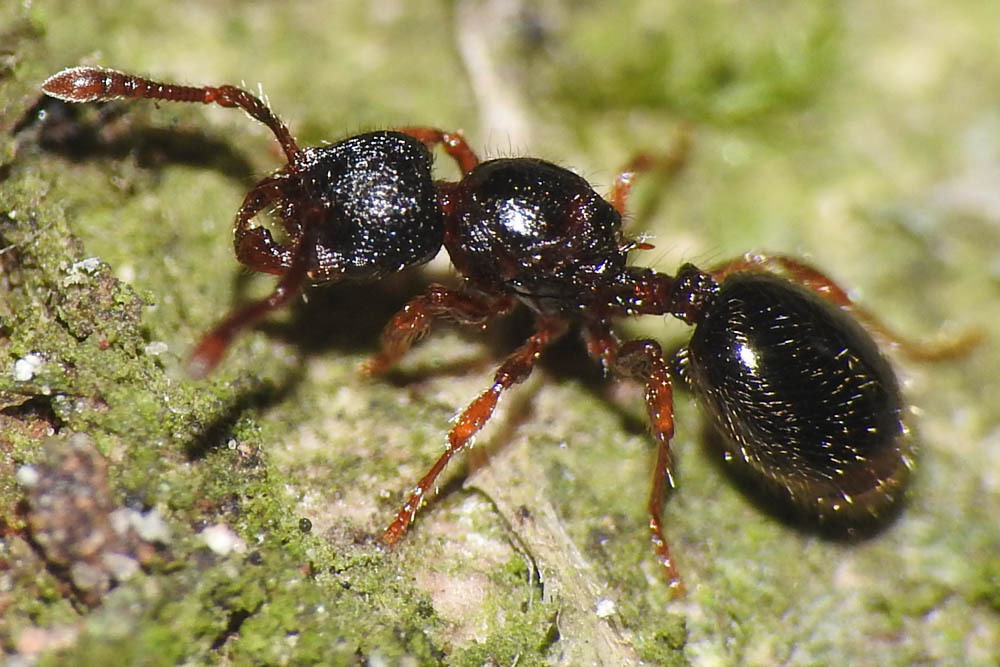 Myrmecina graminicola - ráncoshangya