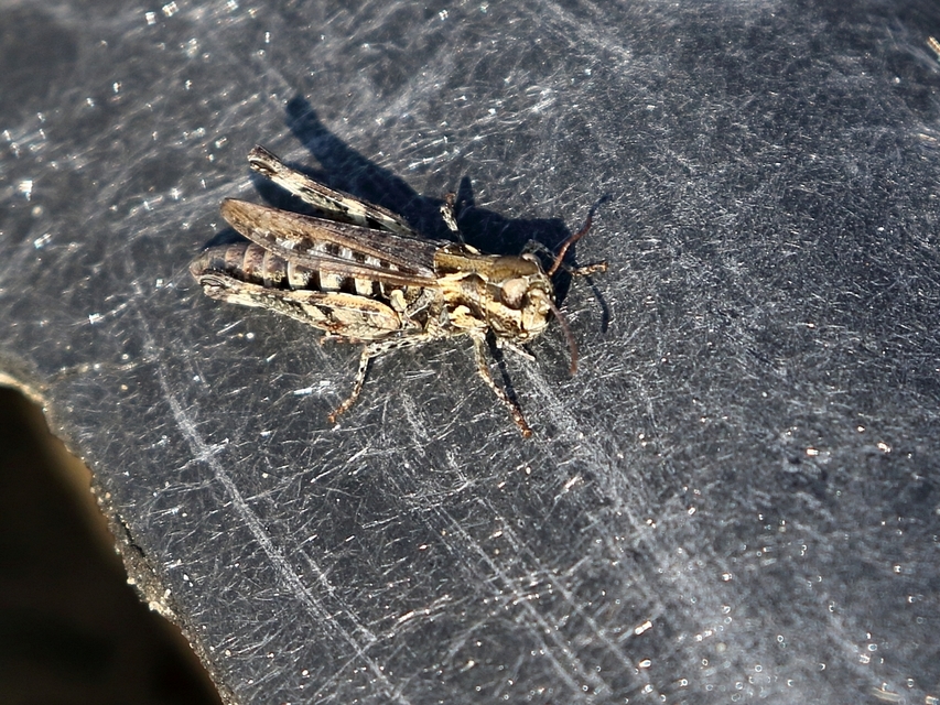 Myrmeleotettix maculatus - kis bunkóscsápúsáska