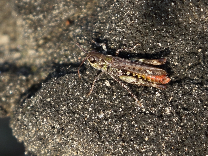 Myrmeleotettix maculatus - kis bunkóscsápúsáska