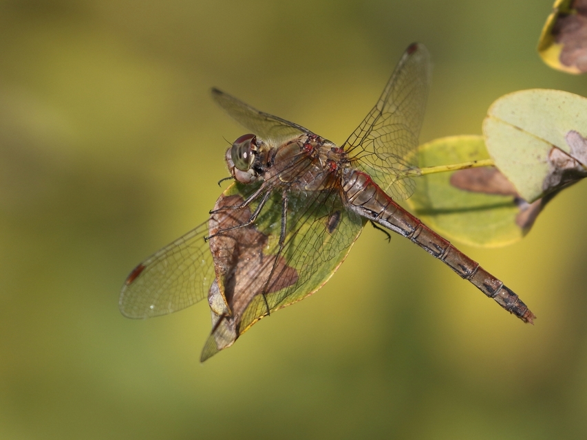 Sympetrum striolatum - harántsávos katona-szitakötő