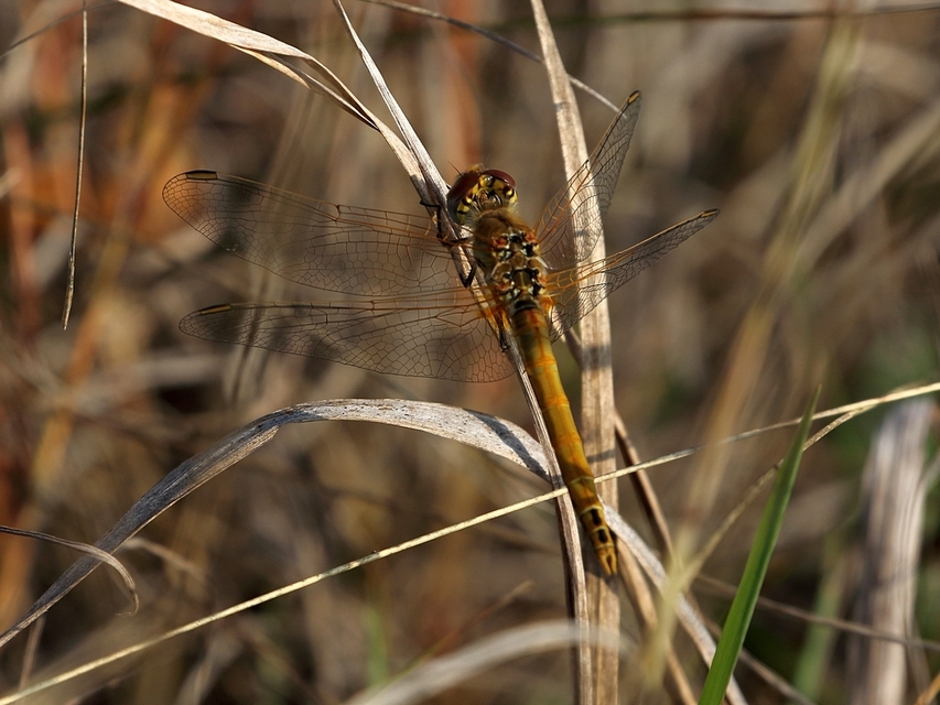 Sympetrum fonscolombii - vándor katona-szitakötő