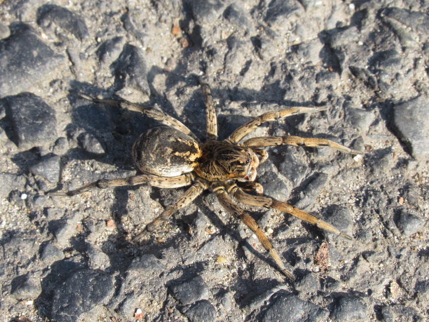 Geolycosa vultuosa - pokoli cselőpók