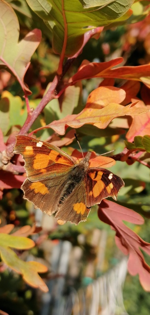 Libythea celtis - csőröslepke