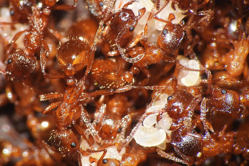 Myrmica