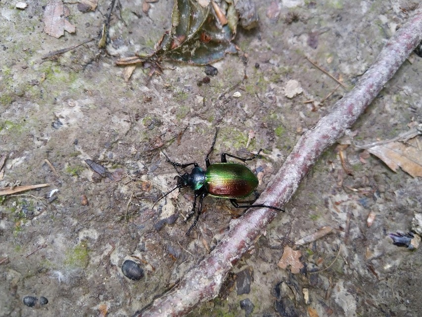 Calosoma sycophanta - aranyos bábrabló