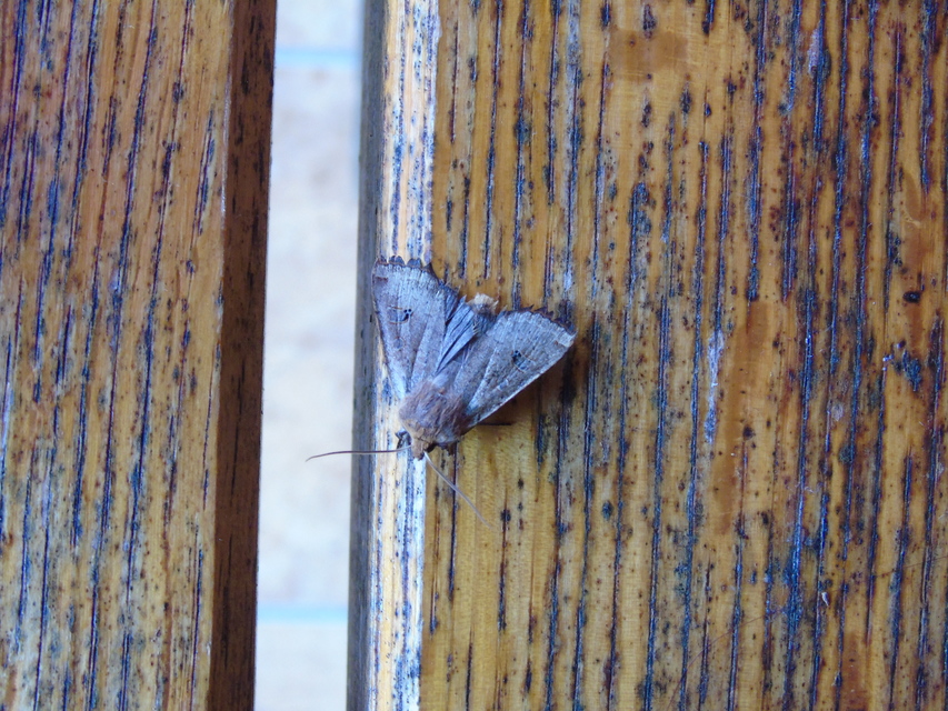 Conistra erythrocephala - vörösfejű őszibagoly