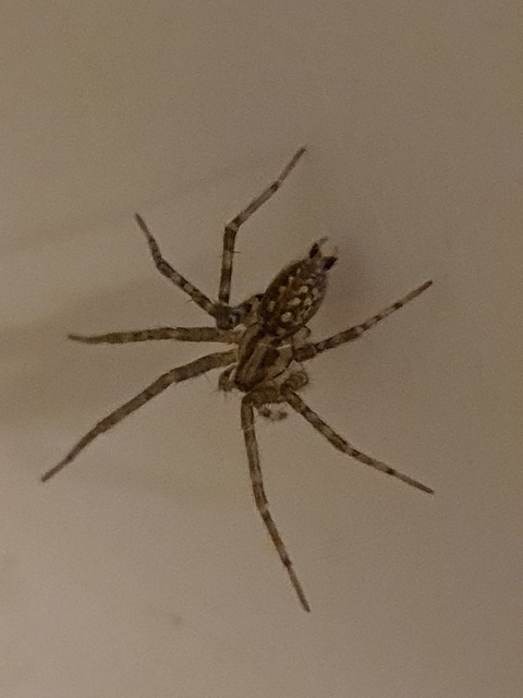 Tegenaria