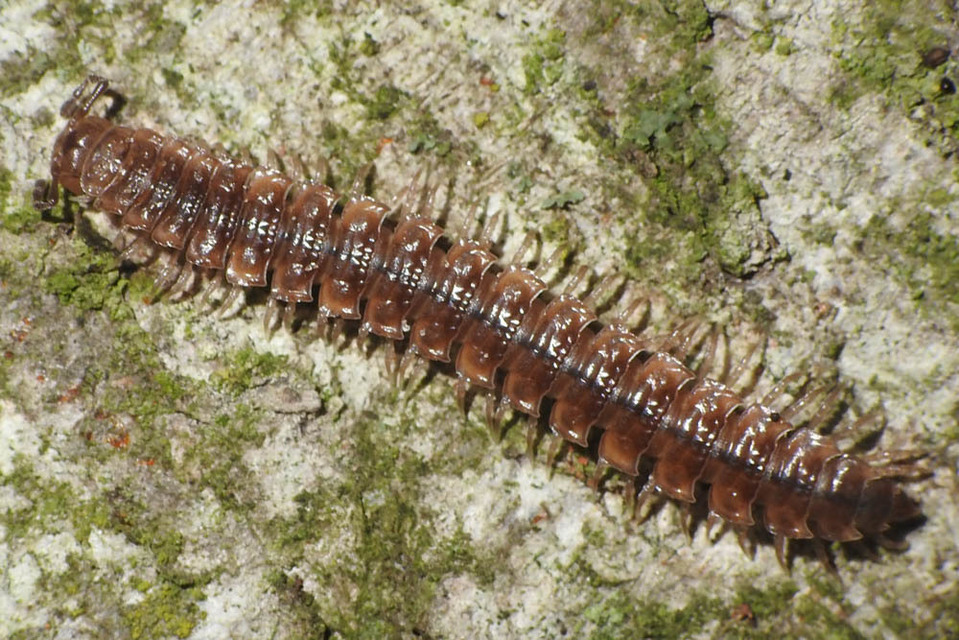 Polydesmus