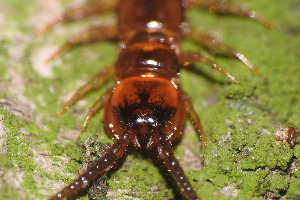 Lithobius