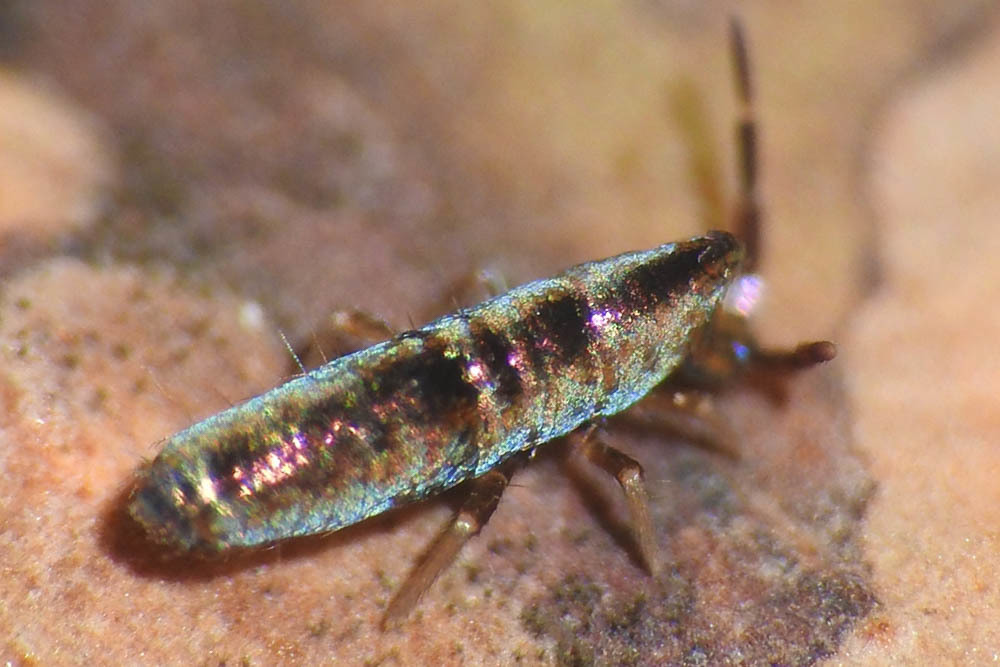 Lepidocyrtus paradoxus