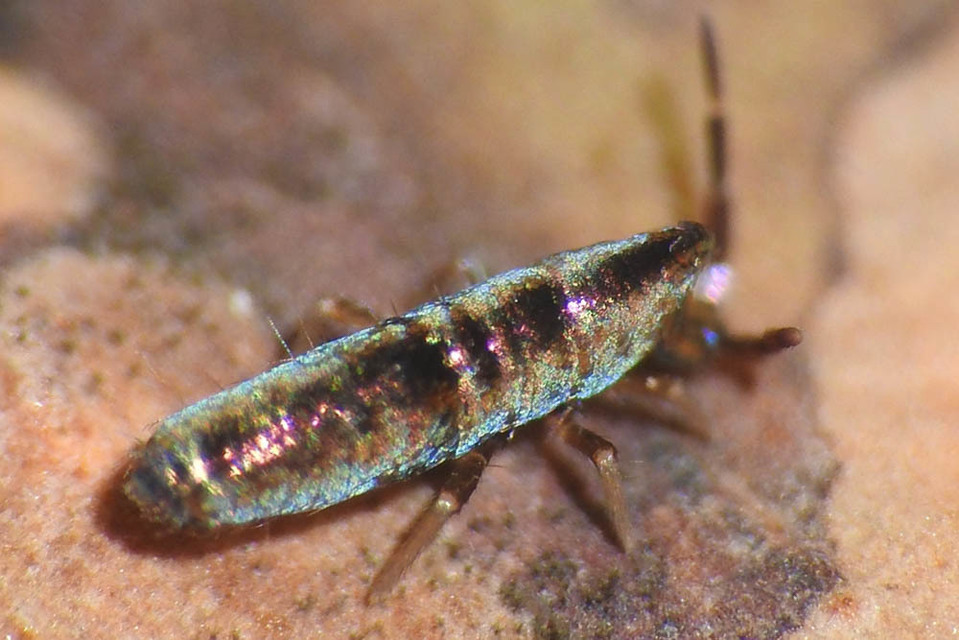Lepidocyrtus paradoxus