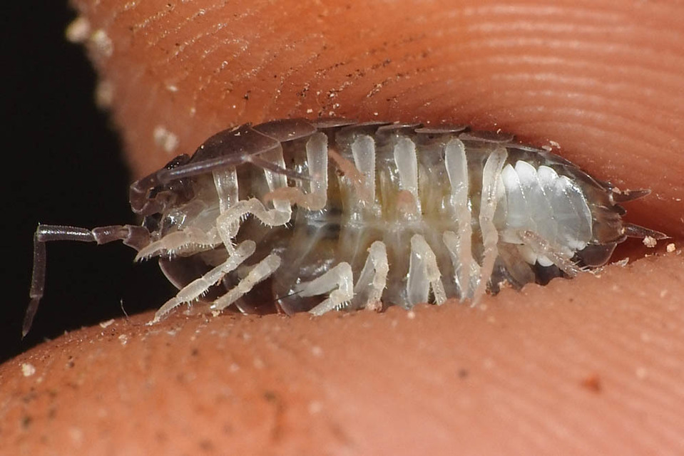 Cylisticus convexus - álgömbászka