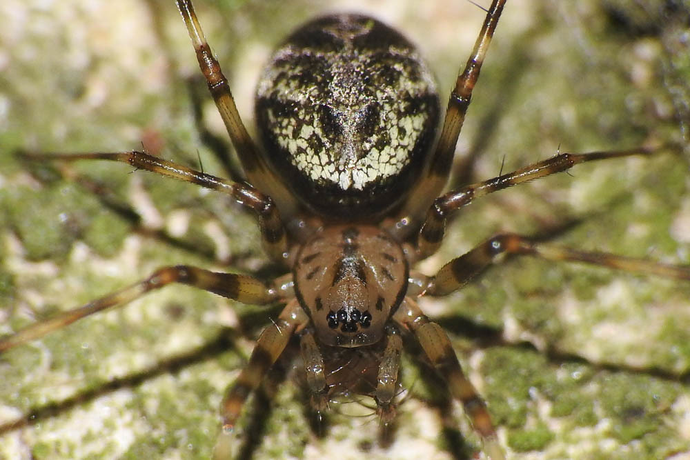 Drapetisca socialis - tüskésszájú vitorlapók