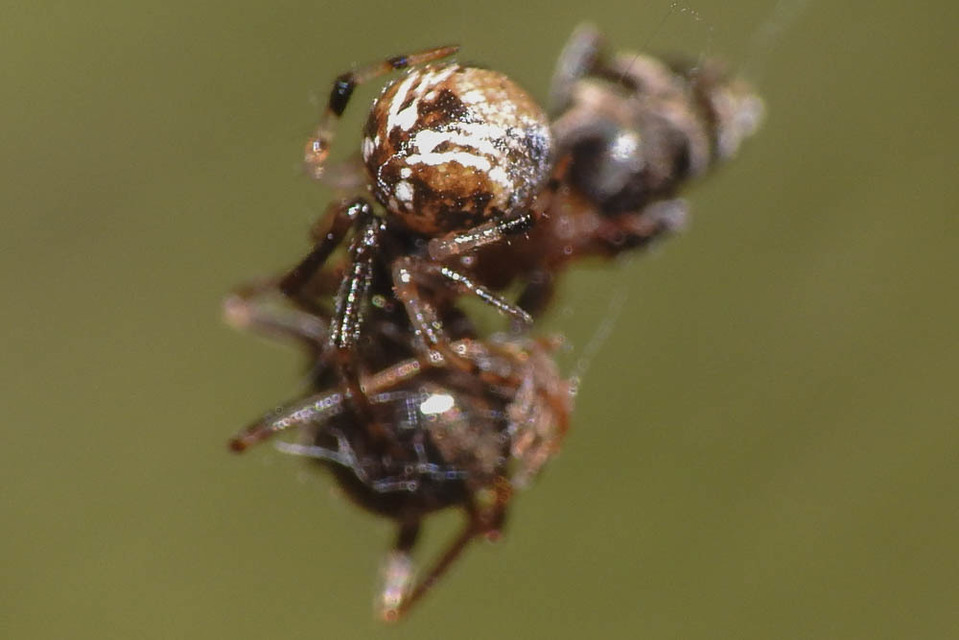 Parasteatoda lunata - holdas törpepók