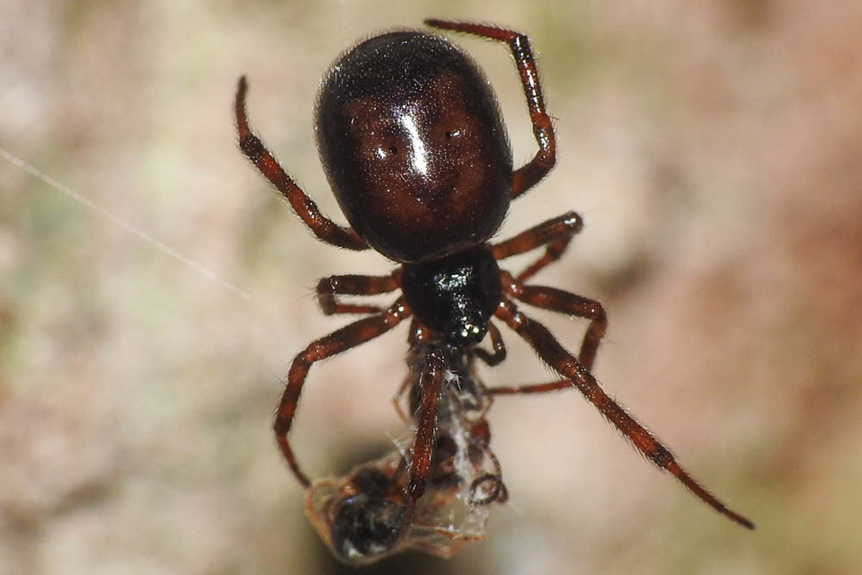Steatoda bipunctata - kétpettyes faggyúpók
