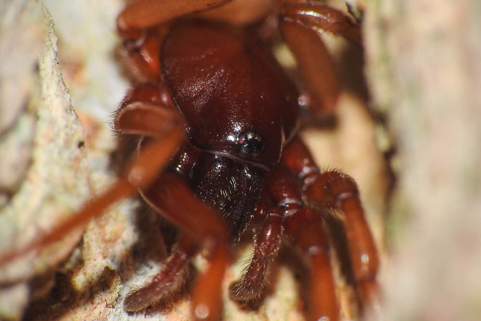 Dysderidae - fojtópókok