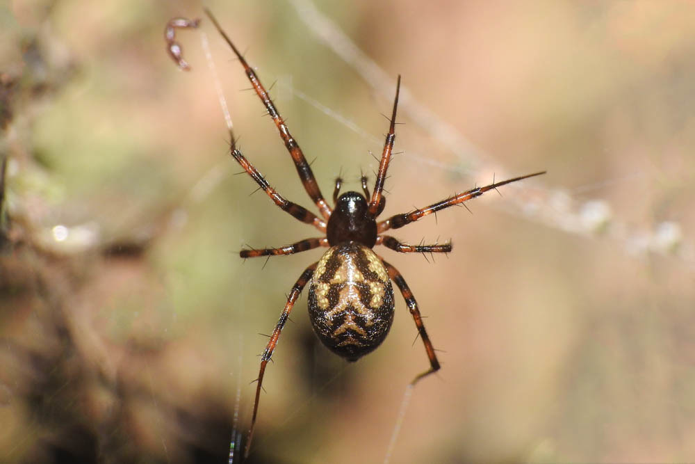 Lepthyphantes minutus